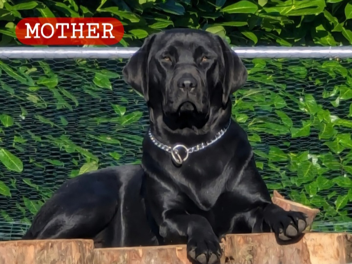 STUNNING TRUE LABRADOR PUPS 2
