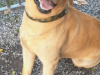 STUNNING TRUE LABRADOR PUPS 3