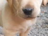 STUNNING TRUE LABRADOR PUPS 4