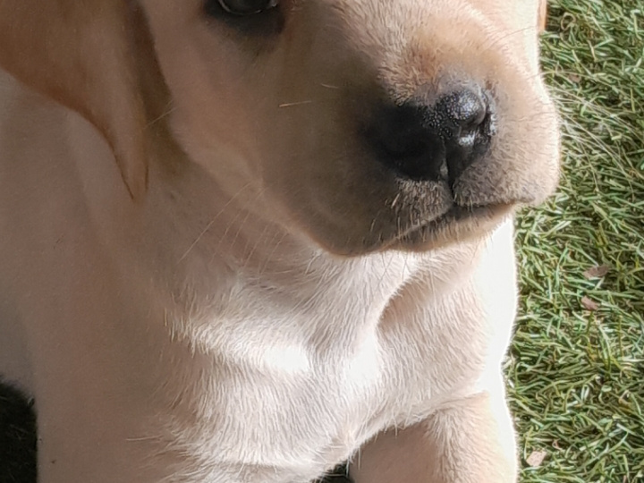 STUNNING TRUE LABRADOR PUPS 5