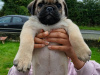 Pug puppies for sale €250 4