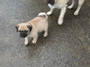 Pug puppies for sale €250 5