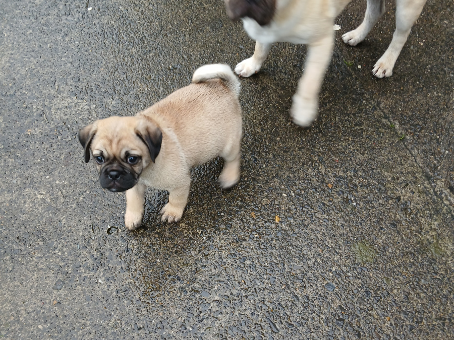 Pug puppies for sale €250 5