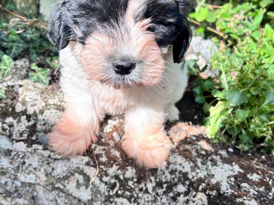 Tibetan terriers x  Bichon   Frise pups for sale