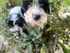 Tibetan terriers x  Bichon   Frise pups for sale 2