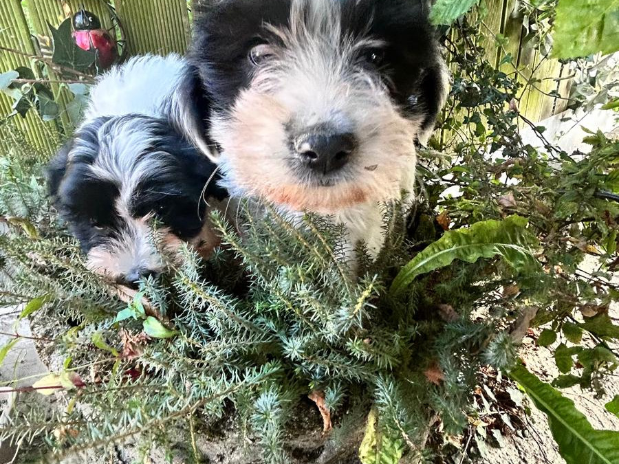 Tibetan terriers x  Bichon   Frise pups for sale 2