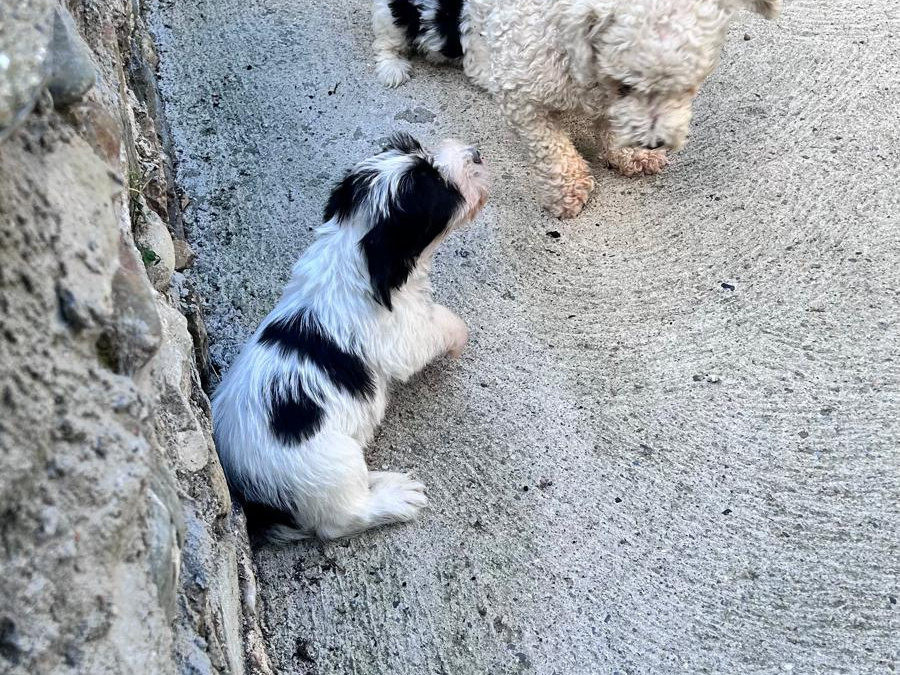 Tibetan terriers x  Bichon   Frise pups for sale 3