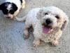 Tibetan terriers x  Bichon   Frise pups for sale 4