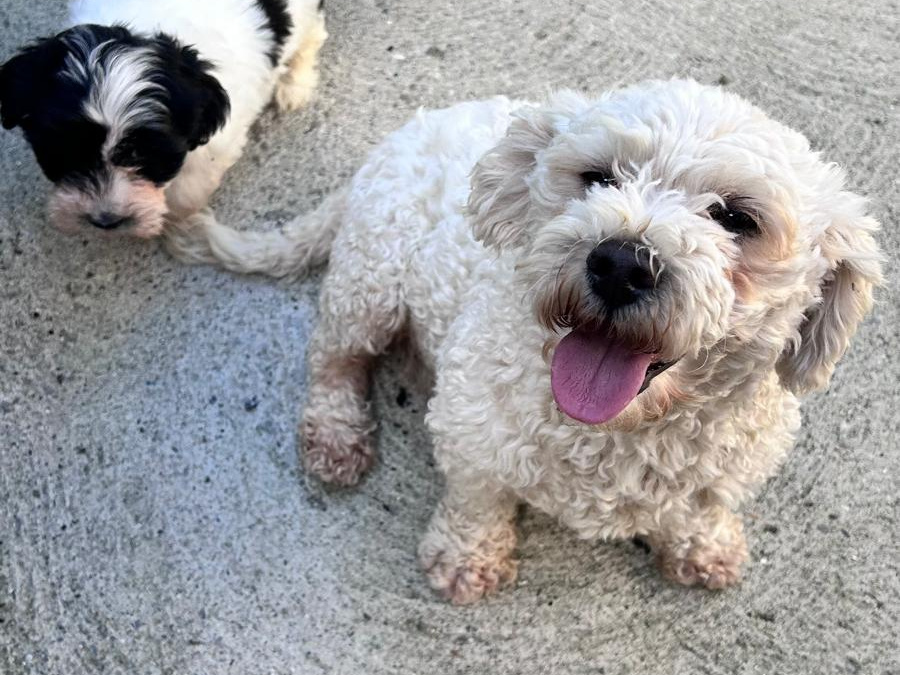 Tibetan terriers x  Bichon   Frise pups for sale 4