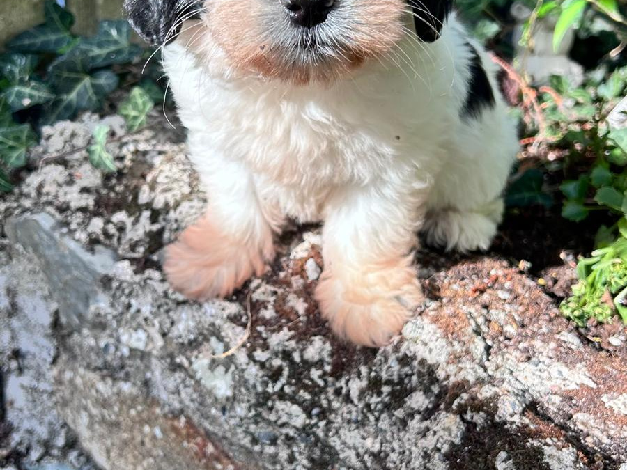 Tibetan terriers x  Bichon   Frise pups for sale 5