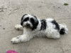 Tibetan terriers x  Bichon   Frise pups for sale 6