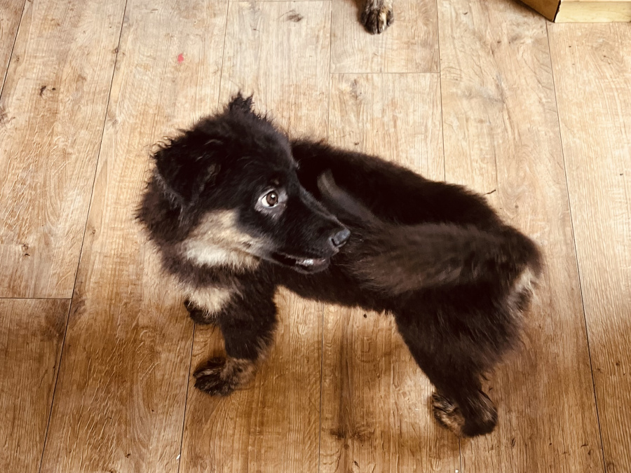 Collie X husky 1