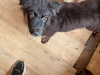 Collie X husky 2