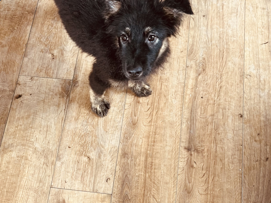 Collie X husky 3