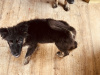 Collie X husky 5