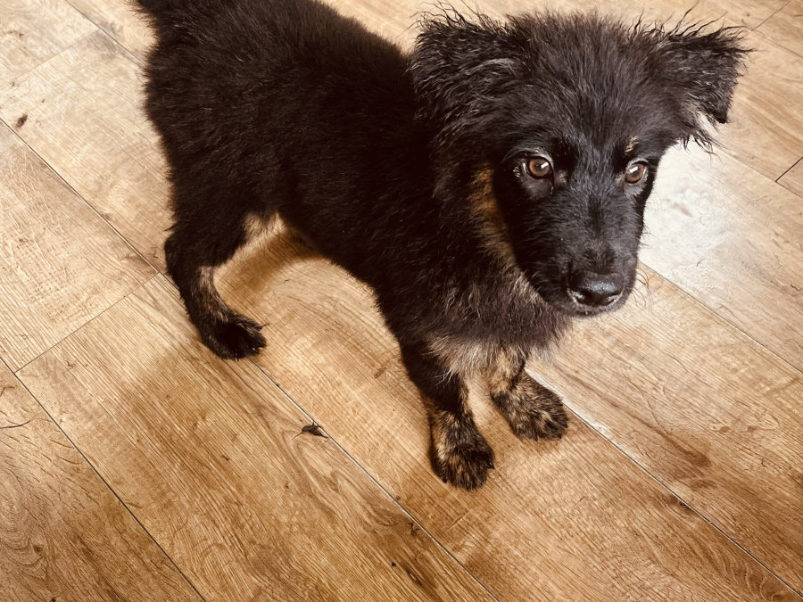 Collie X husky 4