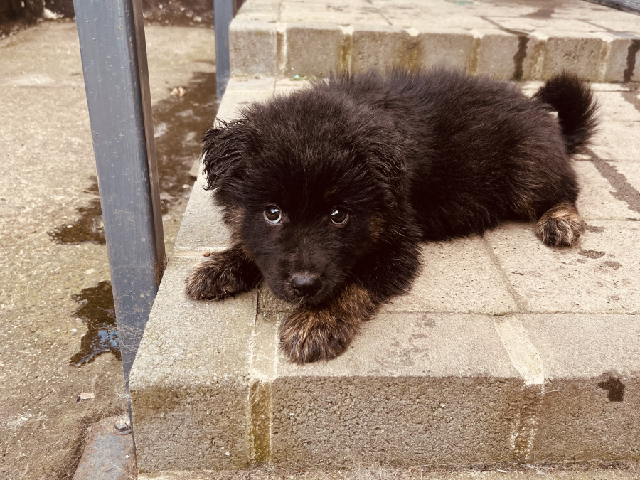 Collie X husky 7