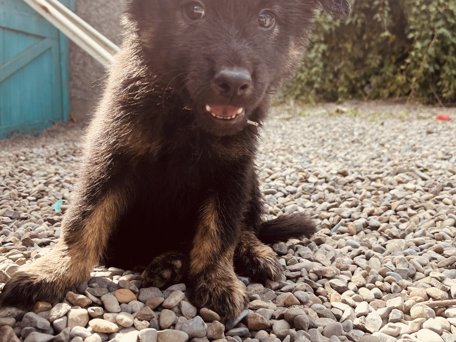 Collie X husky 6