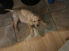Male labrador for sale . 1