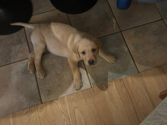 Male labrador for sale .