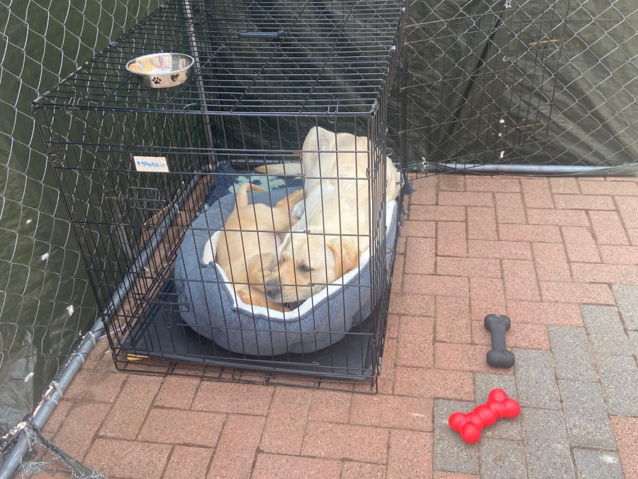 Male labrador for sale . 2