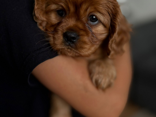 Cavalier King Charles Spaniel (Ruby) puppys