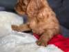 Cavalier King Charles Spaniel (Ruby) puppys 2