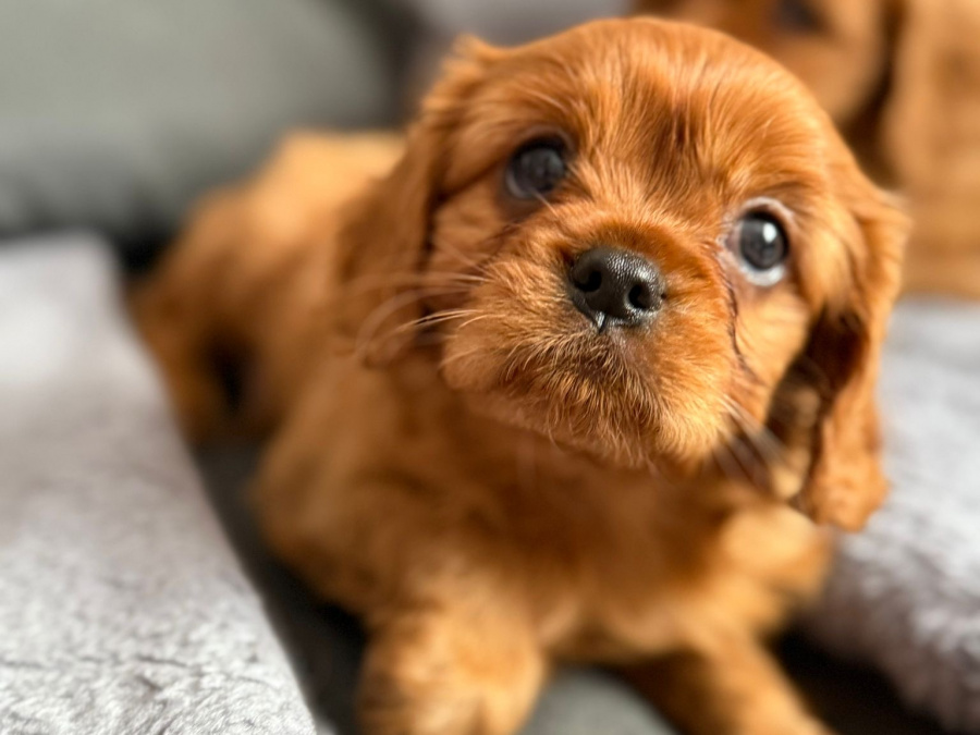 Cavalier King Charles Spaniel (Ruby) puppys 3