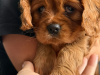 Cavalier King Charles Spaniel (Ruby) puppys 4
