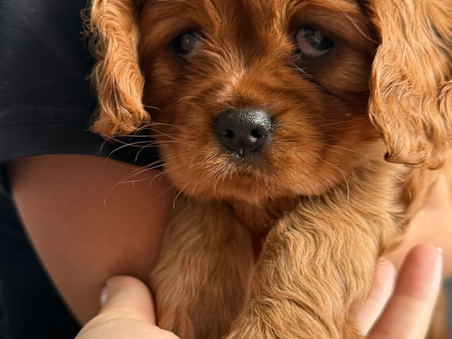 Cavalier King Charles Spaniel (Ruby) puppys 4