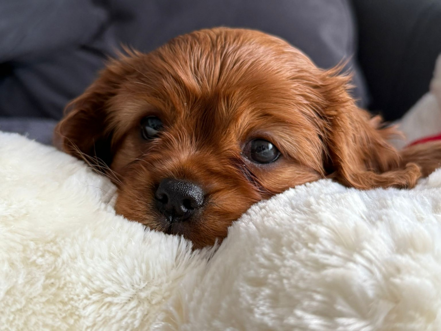 Cavalier King Charles Spaniel (Ruby) puppys 5