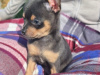 Beautiful teacup chihuahua puppies 3