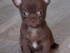 Beautiful teacup chihuahua puppies 2