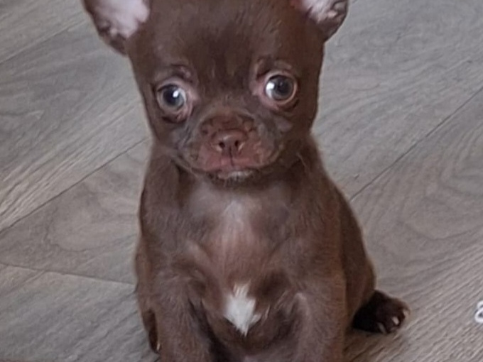Beautiful teacup chihuahua puppies 2