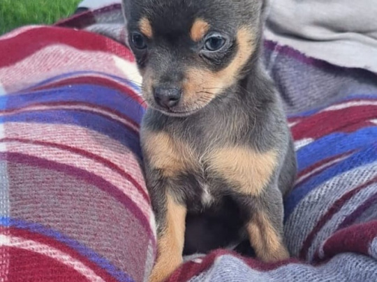 Beautiful teacup chihuahua puppies