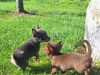 Beautiful teacup chihuahua puppies 8