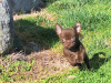 Beautiful teacup chihuahua puppies 9