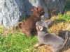 Beautiful teacup chihuahua puppies 6