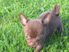 Beautiful teacup chihuahua puppies 5