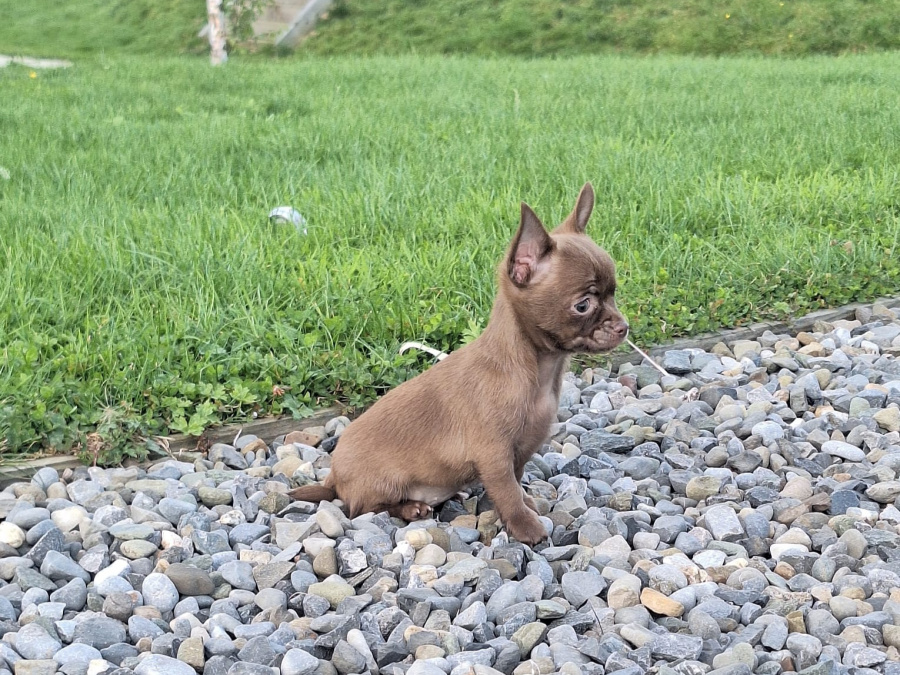 Beautiful teacup chihuahua puppies 7