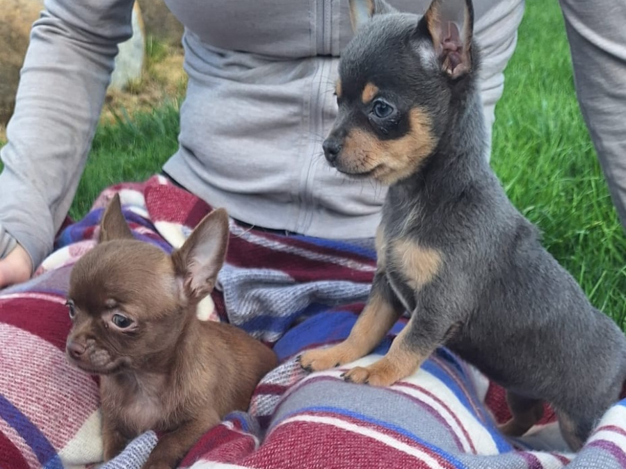 Beautiful teacup chihuahua puppies 4