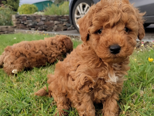 Purebred Red Miniature Poodles