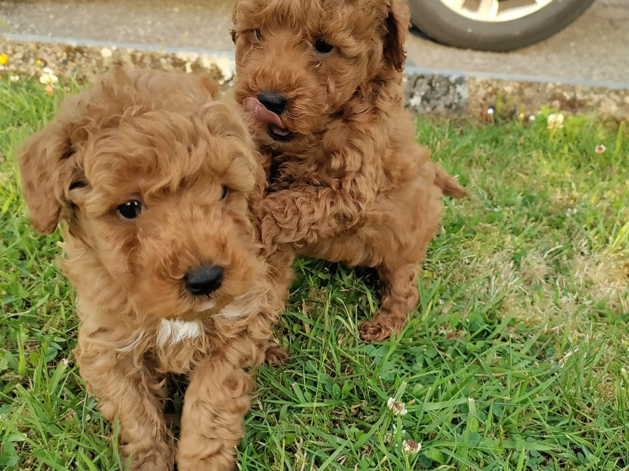 Purebred Red Miniature Poodles 2