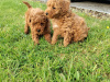 Purebred Red Miniature Poodles 3