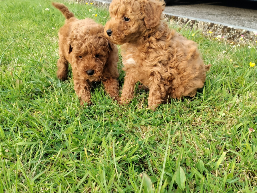 Purebred Red Miniature Poodles 3