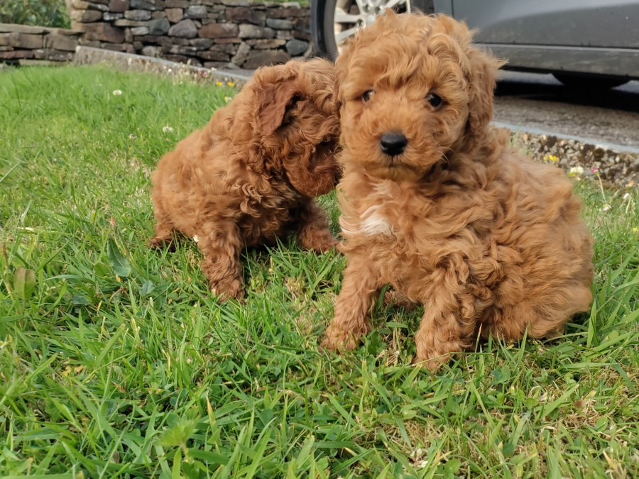 Purebred Red Miniature Poodles 4