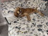 Dog for sale 4