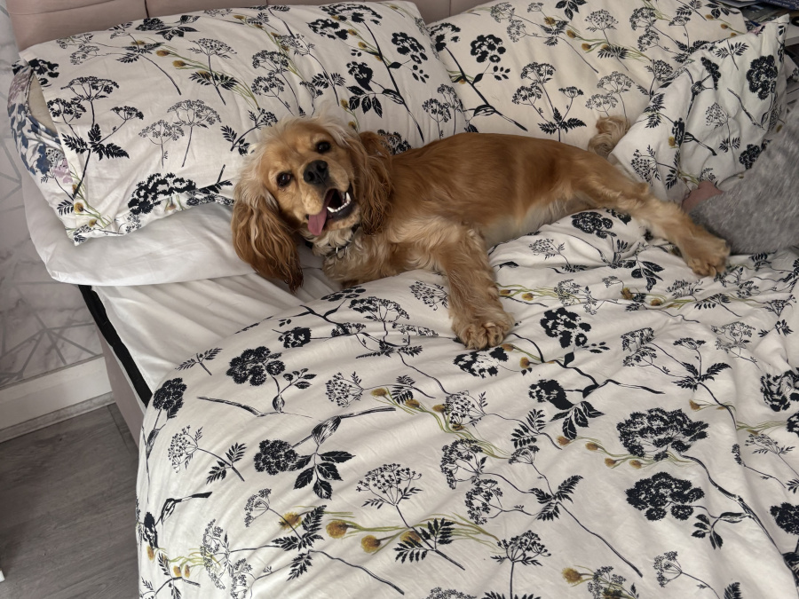 Dog for sale 4