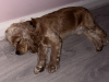 Dog for sale 3