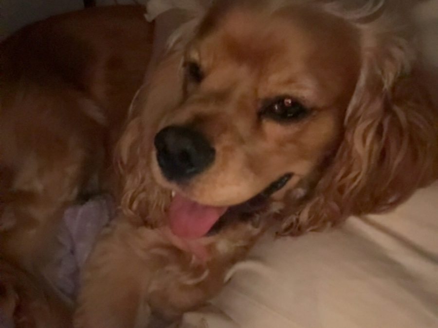 Dog for sale 2